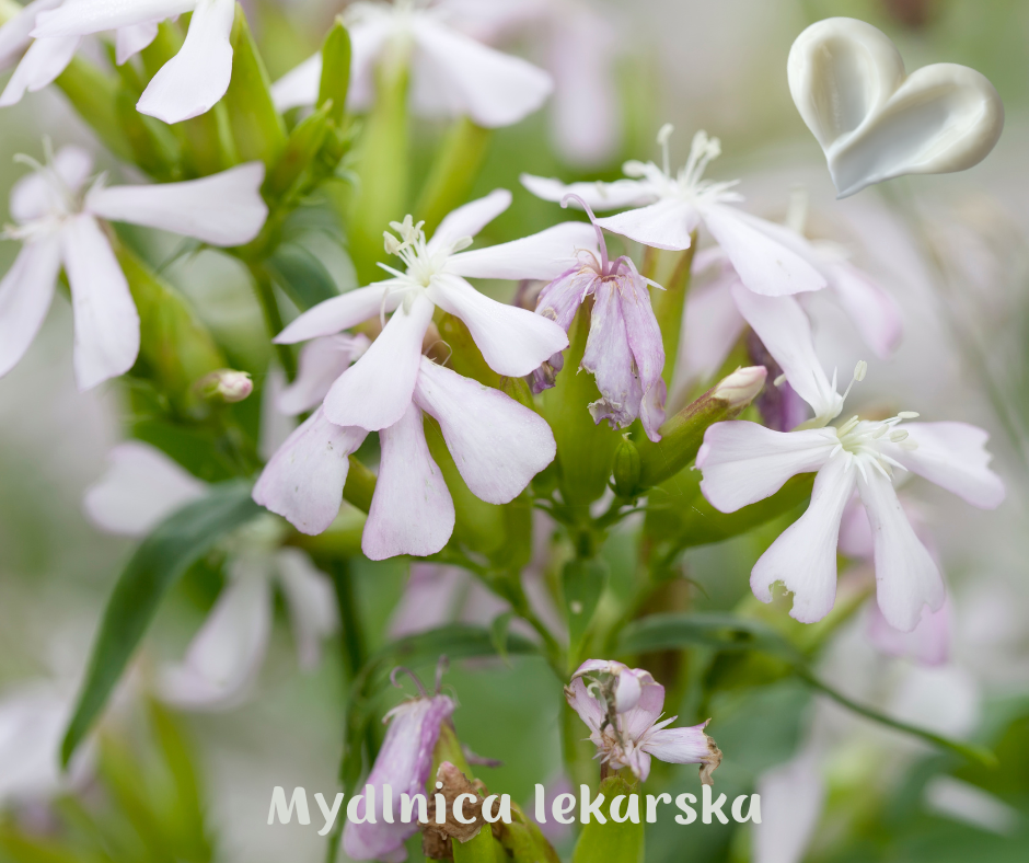 mydlnica